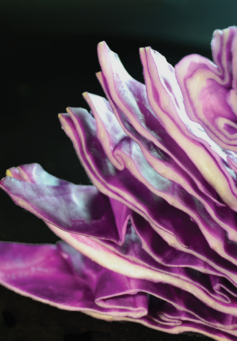 Визуальное исследование объекта: капуста.