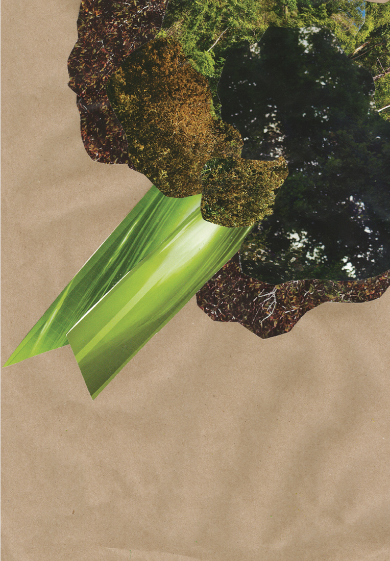 Визуальное исследование объекта: капуста.