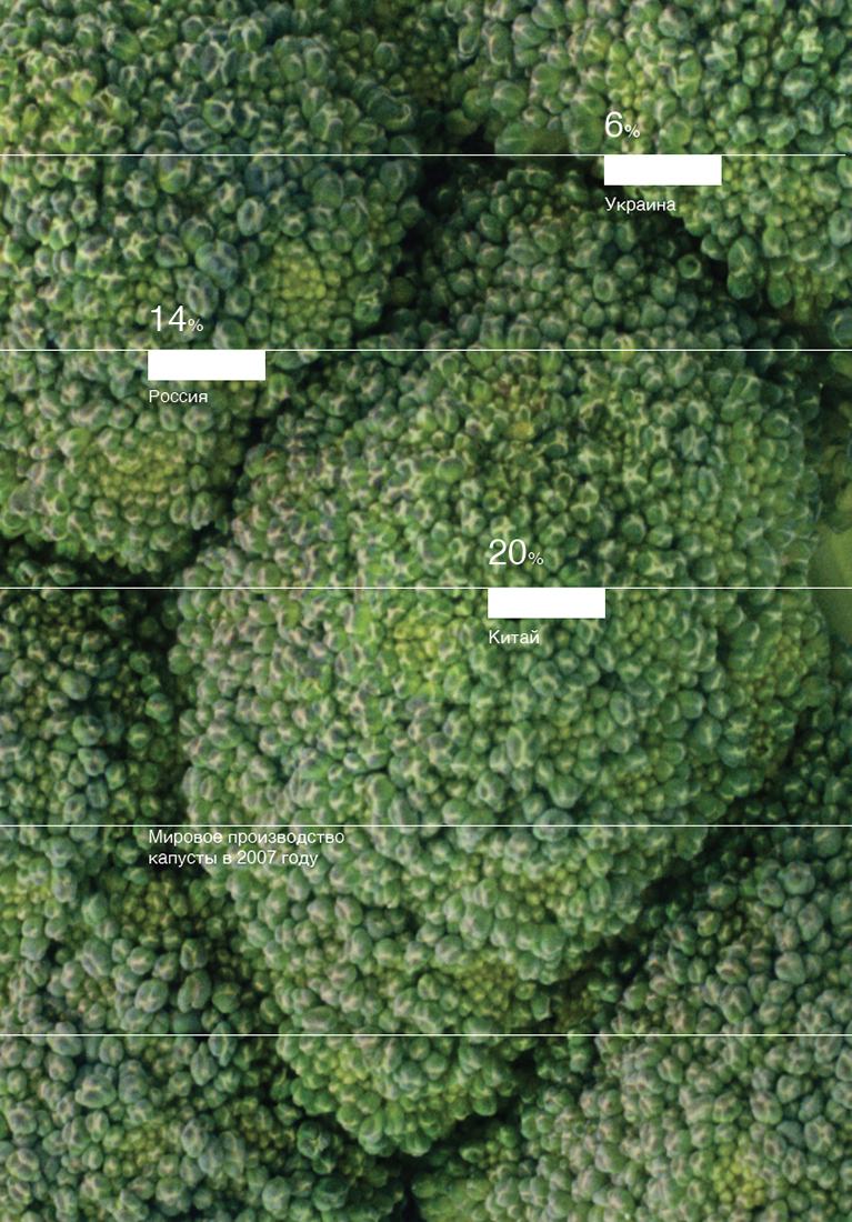 Визуальное исследование объекта: капуста.