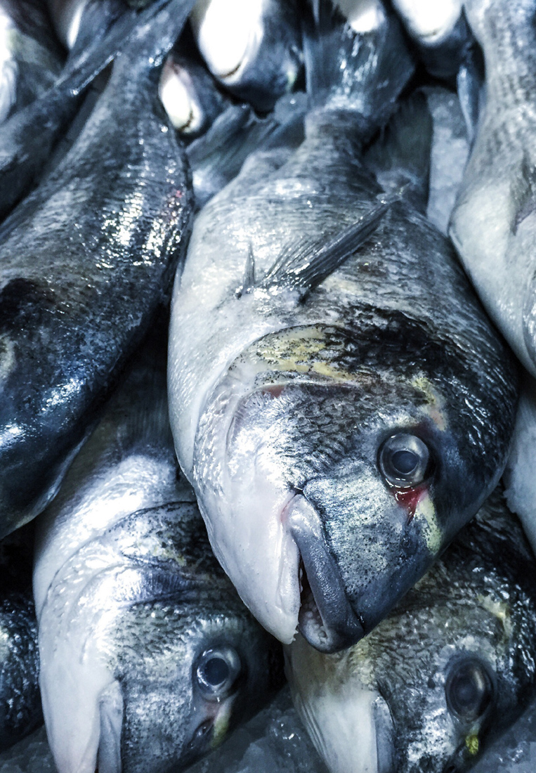 Визуальное исследование объекта: рыба.