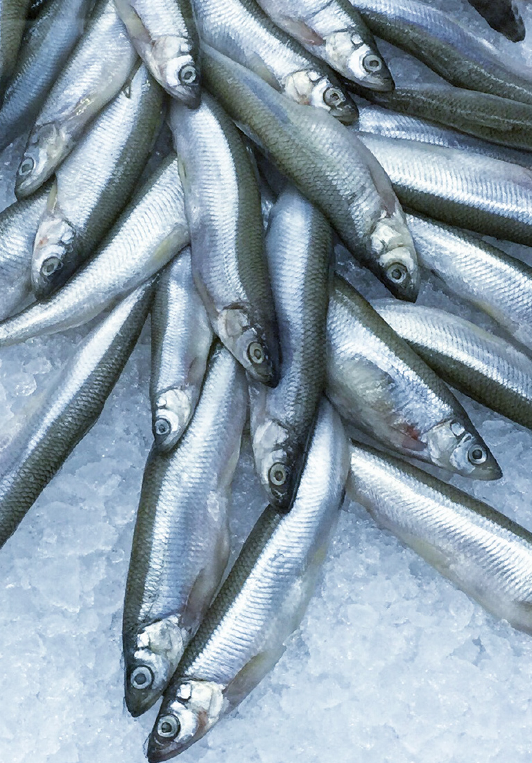 Визуальное исследование объекта: рыба.