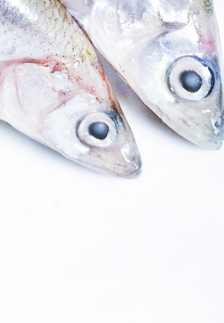 Визуальное исследование объекта: рыба.