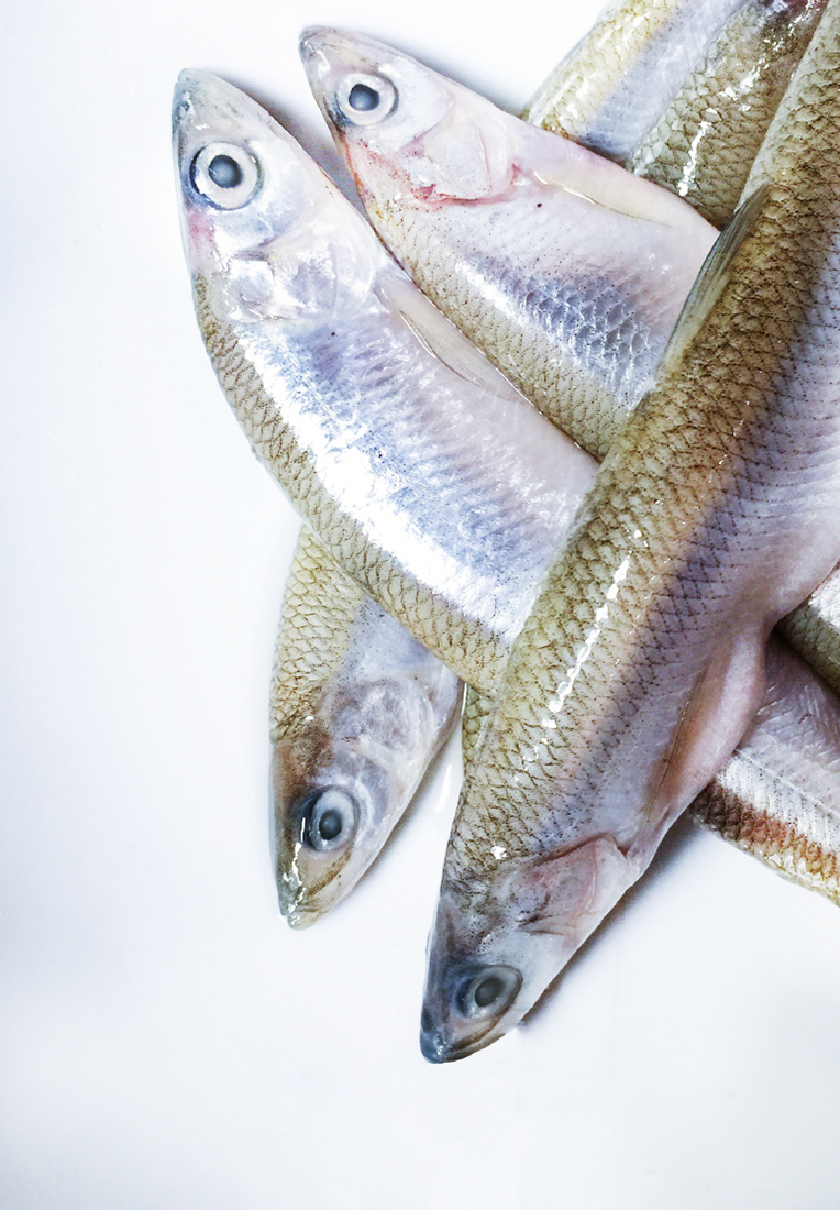 Визуальное исследование объекта: рыба.