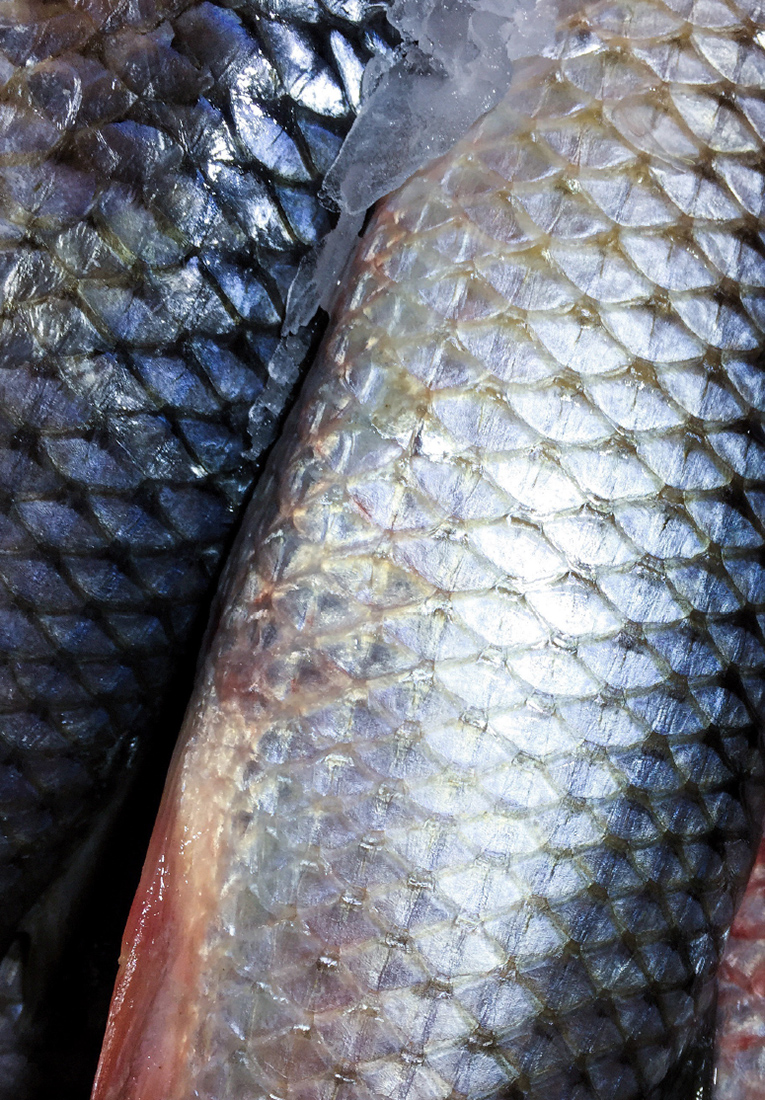 Визуальное исследование объекта: рыба.