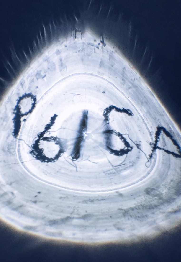 Визуальное исследование объекта: рыба.