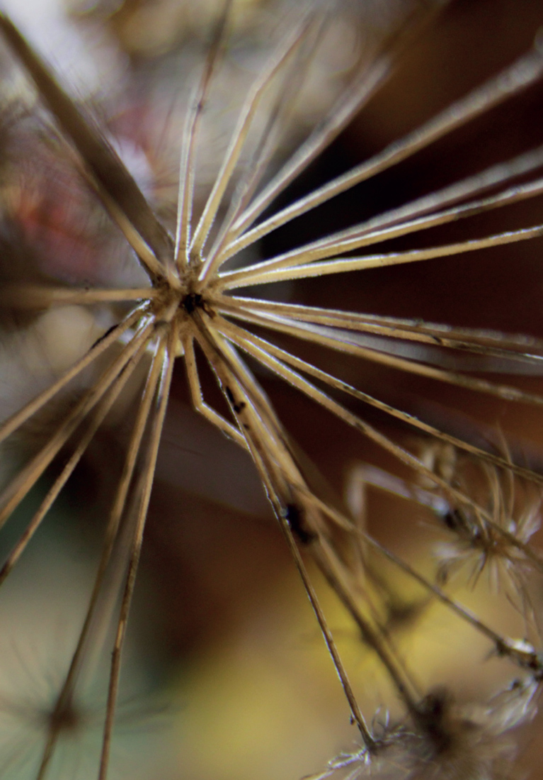 Визуальное исследование объекта: зонт.