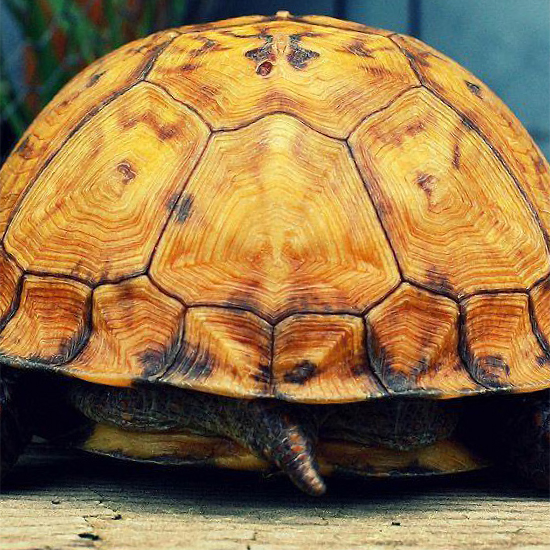 Визуальное исследование объекта: зонт.